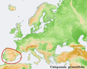 Campanula primulifolia