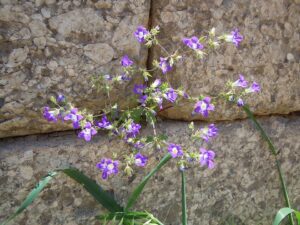 Campanula drabifolia