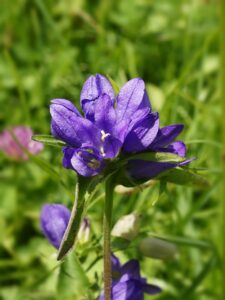 Campanula glomerata