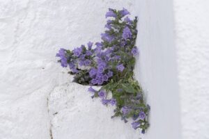 Campanula hagielia
