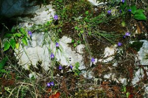 Campanula justiniana