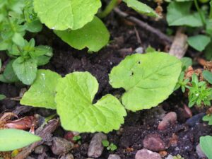 Campanula latifolia subsp. latifolia