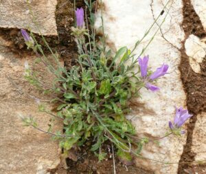 Campanula lingulata