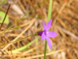 Campanula matritensis