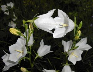 Campanula persicifolia