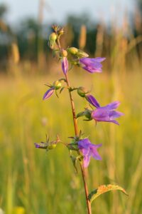 Campanula macrostachya