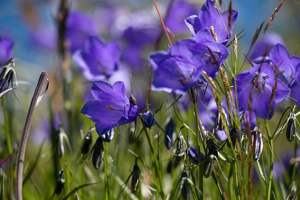 Campanula marchesettii