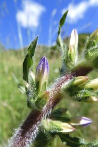 Campanula spicata