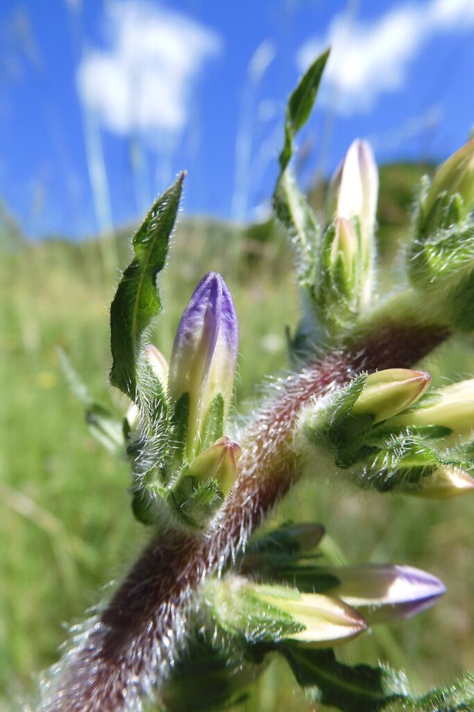 Campanula spicata