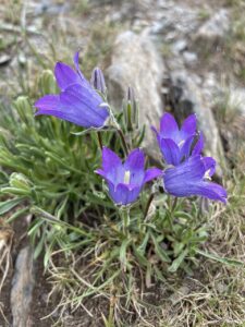 Campanula oreadum