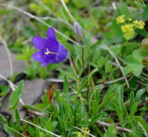 Campanula tridentata
