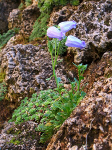 Campanula zoysii