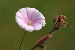 Convolvulus cantabrica