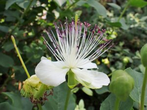 Capparis orientalis