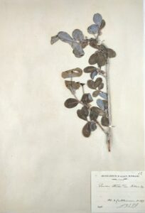 Lonicera stabiana