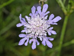 Scabiosa triandra