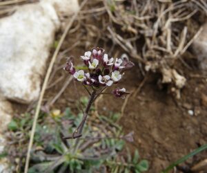 Capsella rubella