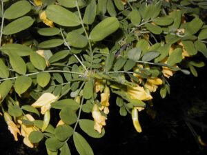 Caragana arborescens