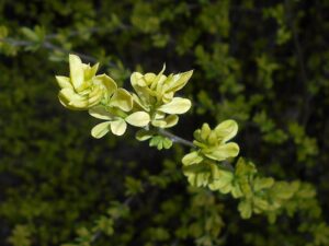 Caragana frutex