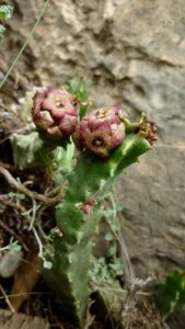 Caralluma europaea