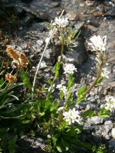 Cardamine bellidifolia