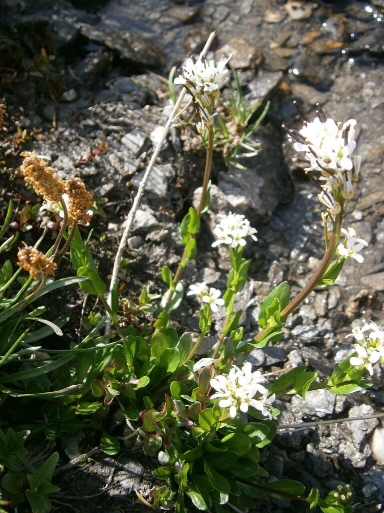 Cardamine bellidifolia