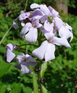 Cardamine bulbifera