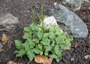 Cardamine chelidonia