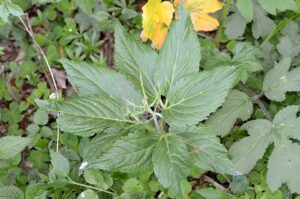 Cardamine enneaphyllos