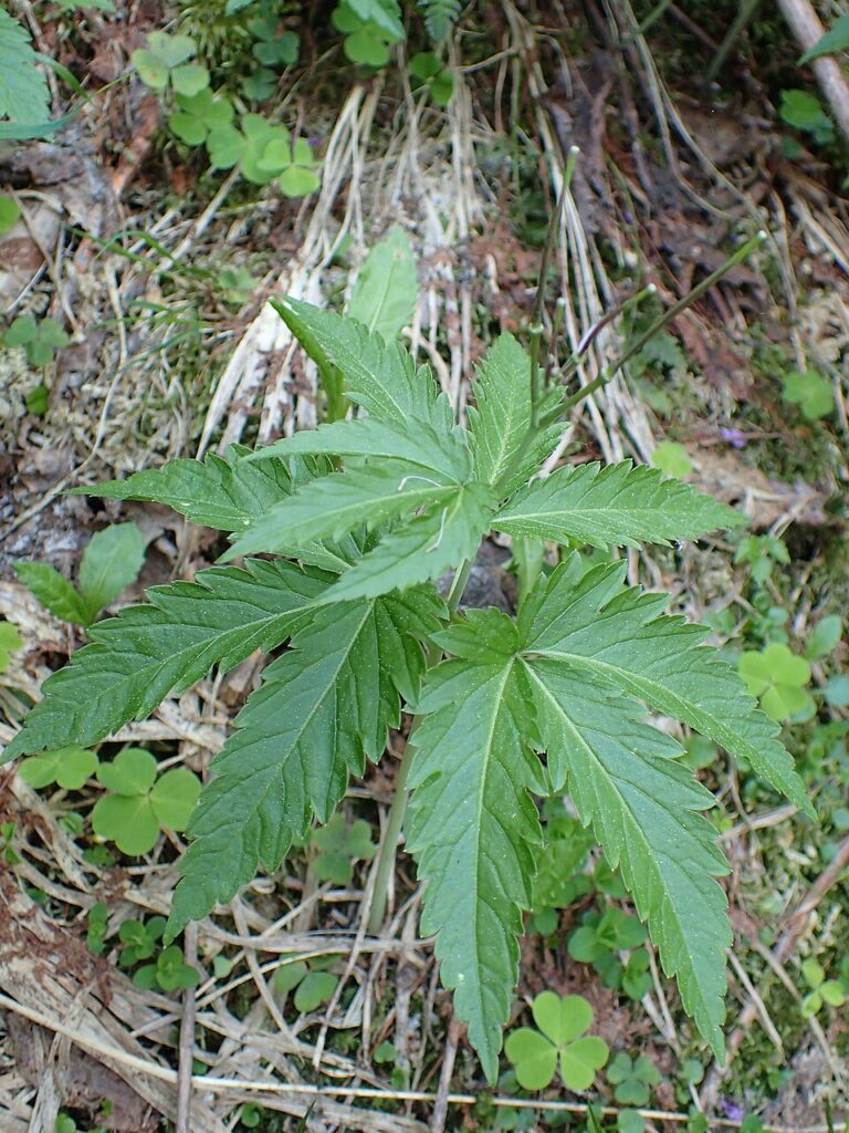 Cardamine glanduligera