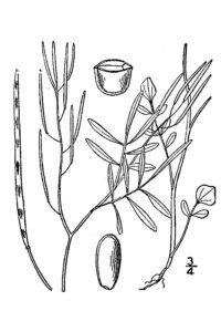Cardamine parviflora