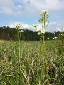 Cardamine matthioli