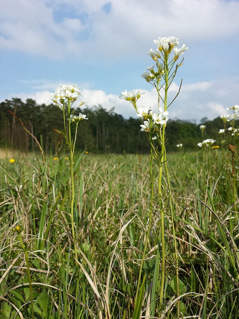 Cardamine matthioli