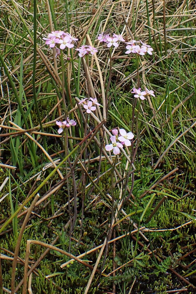 Cardamine rivularis