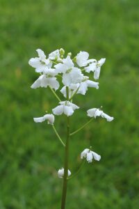 Cardamine trifolia