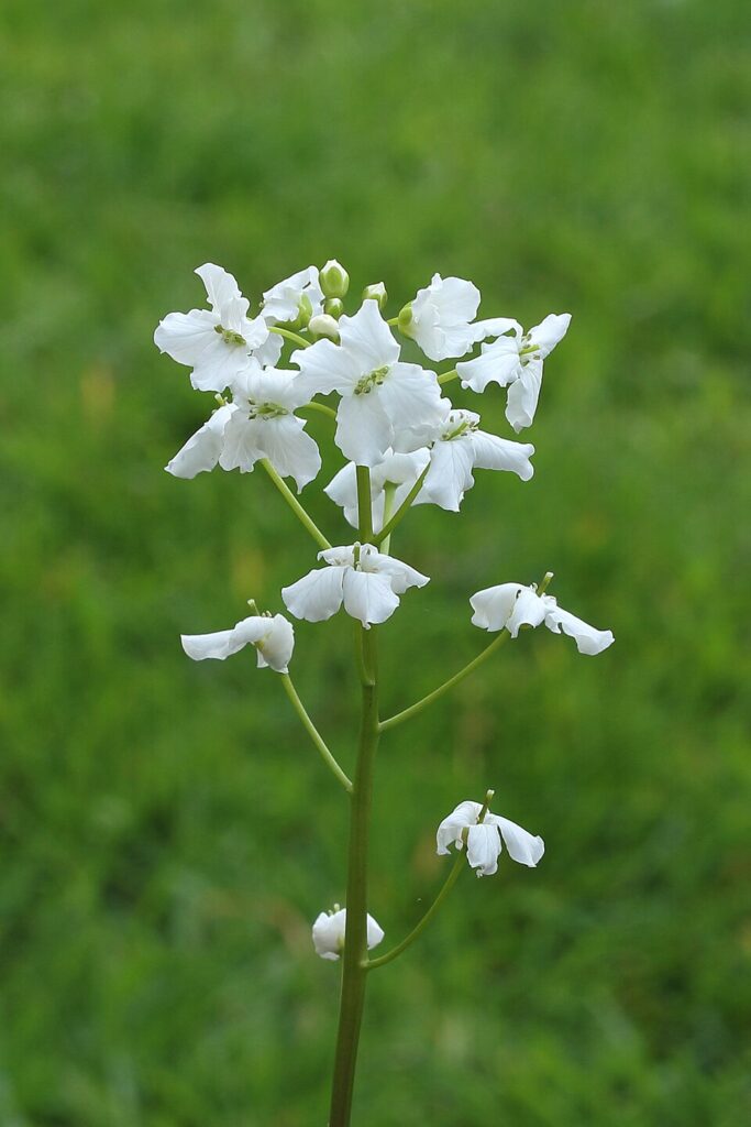 Cardamine trifolia