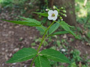 Cardamine waldsteinii