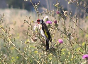 Carduus carduelis