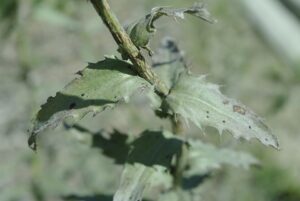 Carthamus caeruleus