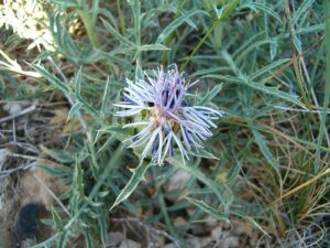 Carthamus carduncellus