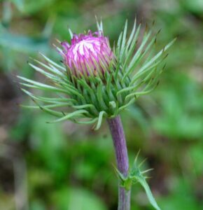 Carduus chrysacanthus