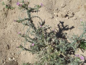 Carduus carpetanus subsp. carpetanus