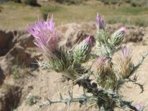 Carduus carpetanus