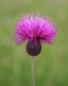 Carduus collinus