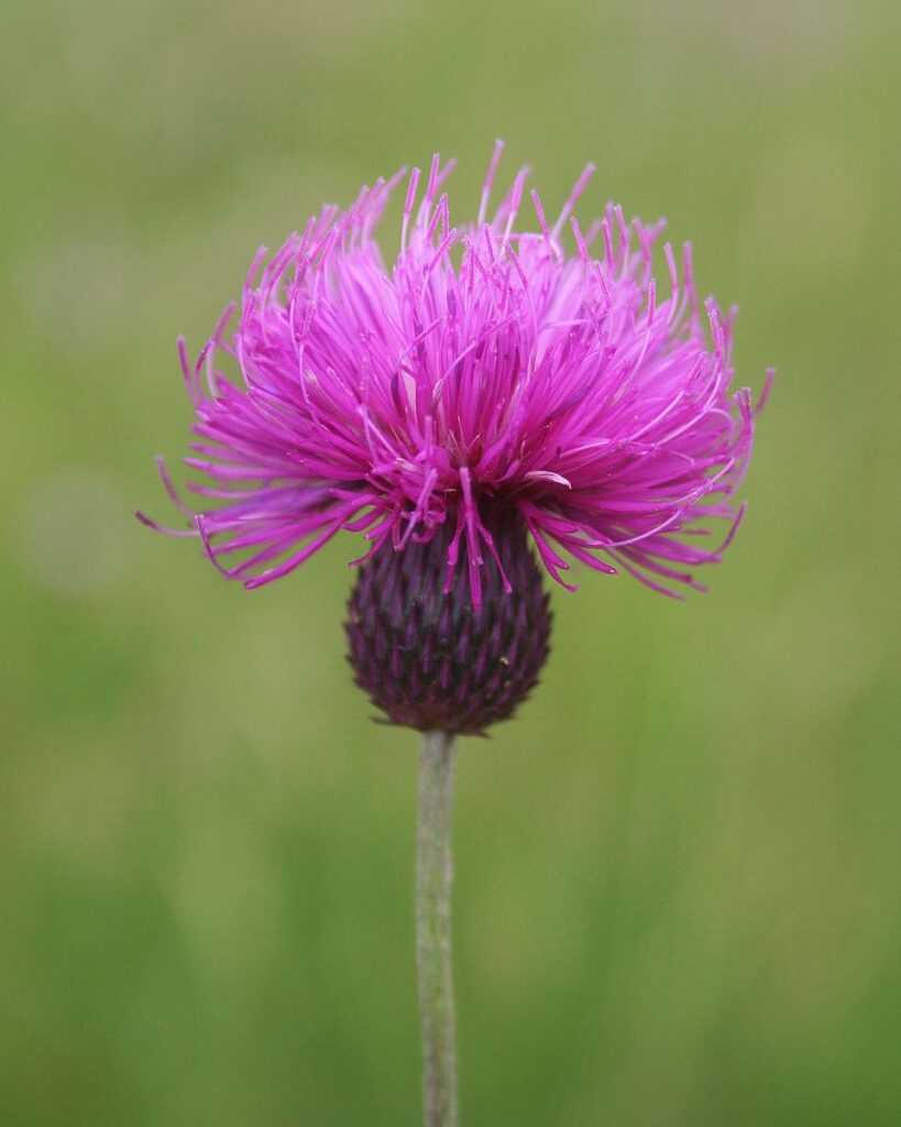 Carduus collinus
