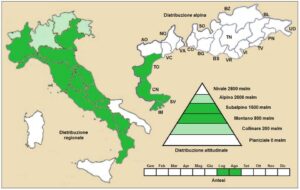 Carduus defloratus subsp. defloratus