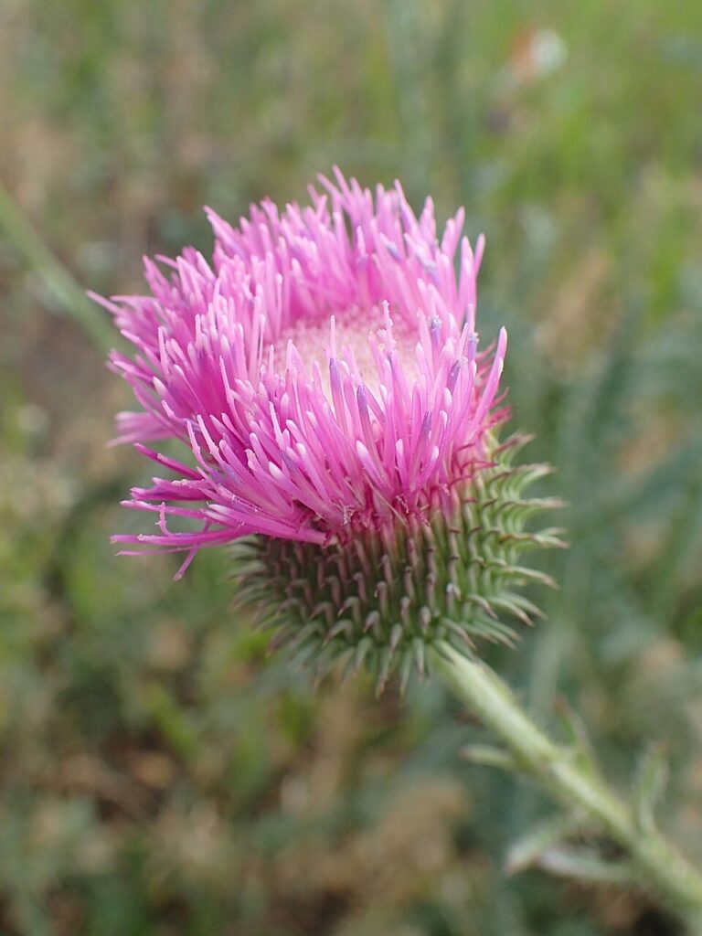 Carduus hamulosus