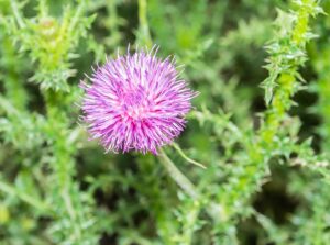 Carduus nigrescens subsp. nigrescens