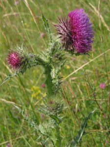 Carduus nutans subsp. nutans