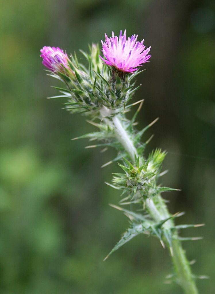 Carduus pycnocephalus subsp. pycnocephalus